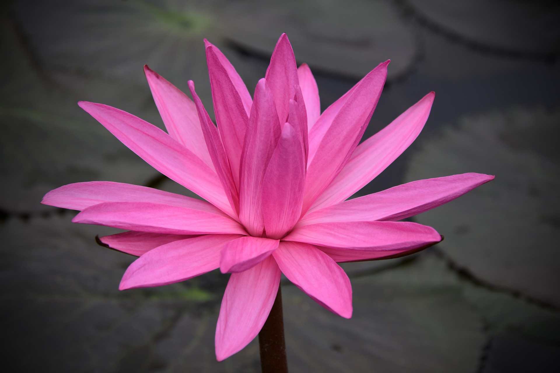 PWA - DBC Style 1 MASTER FINAL CSS - PINK Premium