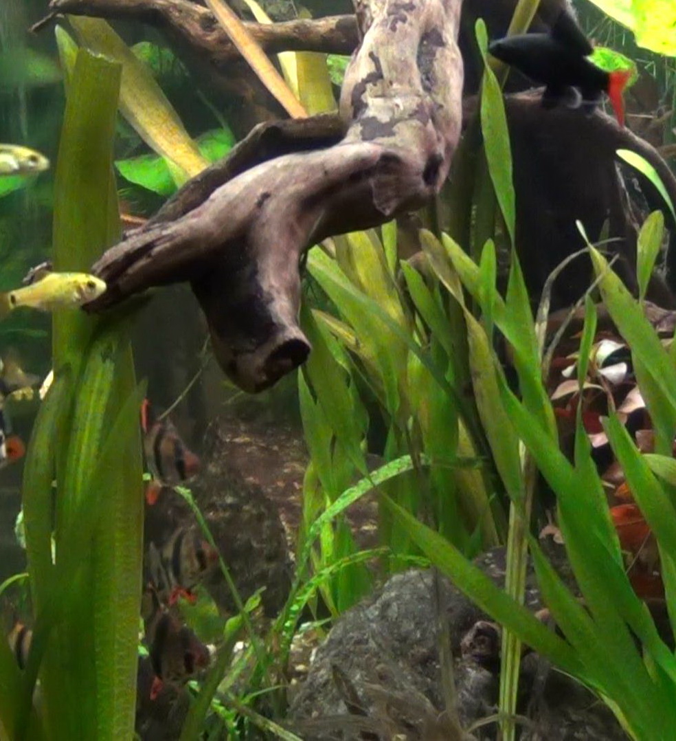 Dive into the Wonderful World of Tropical Fish Aquariums!