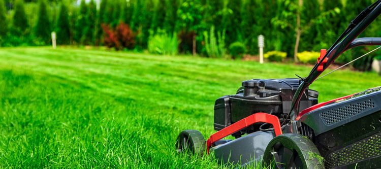 Have questions about lawn care & maintenance