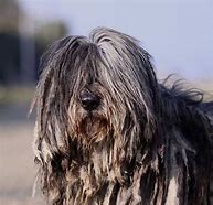 il pastore bergamasco