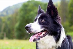 Il border collie