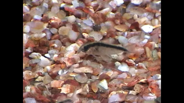 Discover the Fascinating World of Tropical Fish