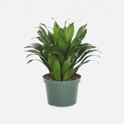 Dracaena Compacta
