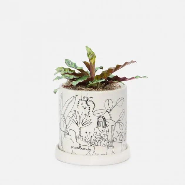 Calathea Rattlesnake Piccolo