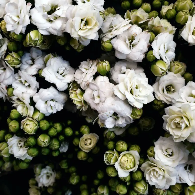 Celebrating: Diversity and pride