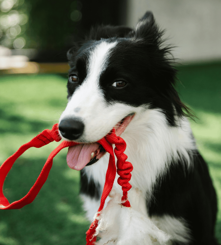 Dog Walking, Drop-In Visits, and Doggy Daycare