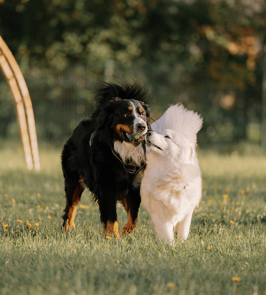 Dog Walking, Drop-In Visits, and Doggy Daycare