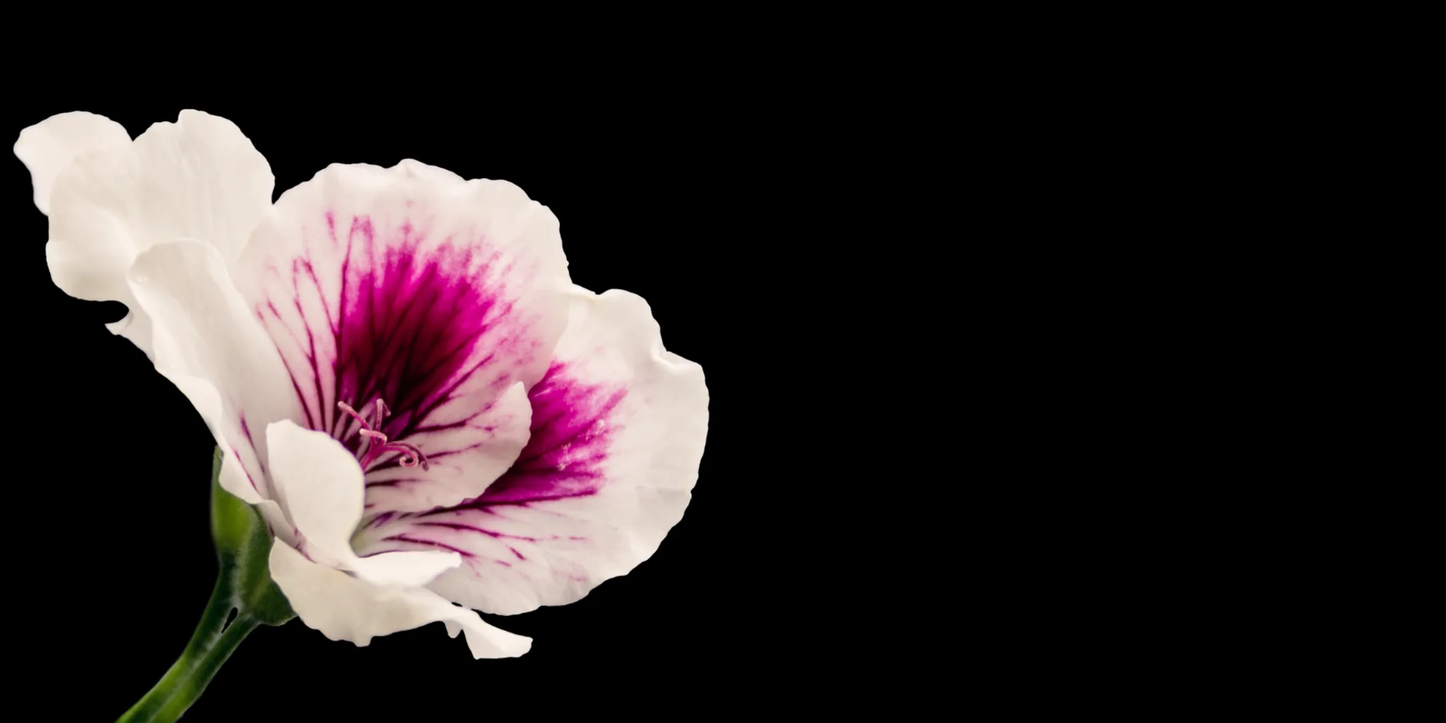 <div>FLORICOLTURA</div> MEDICI GABRIELE