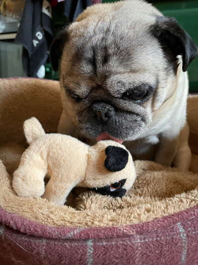 Barnaby Pug & Friends