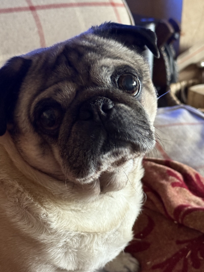 Barnaby Pug & Friends