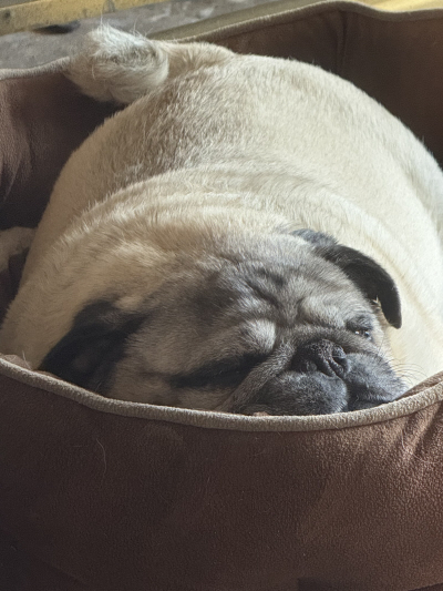 Barnaby Pug & Friends